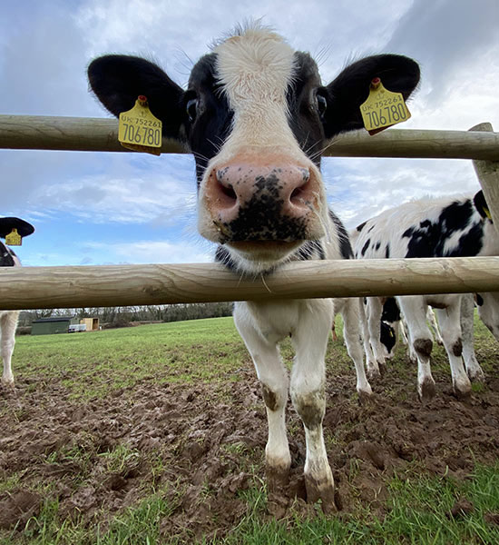 Dairy Farming Definition - Farm House