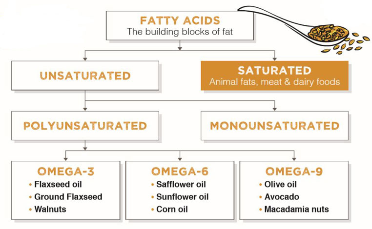 nutrition infographic healthy fat