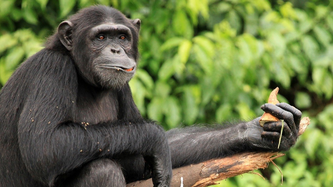 chimpanzee diet