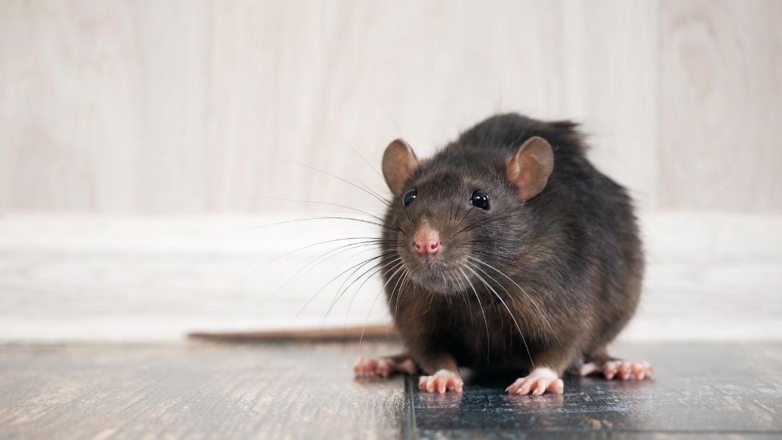 Humane Animal Control Viva The Vegan, Mice In Garage Uk