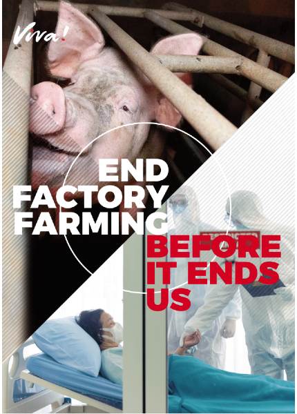 End Factory Farming Leaflet - Leaflets | Viva! The Vegan Charity