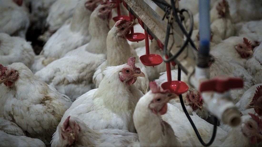 Bird flu the next pandemic? — Health articles Viva! The Vegan Charity