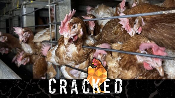 The Cracked Logo sits against a black banner with a photo of caged hens in the background.
